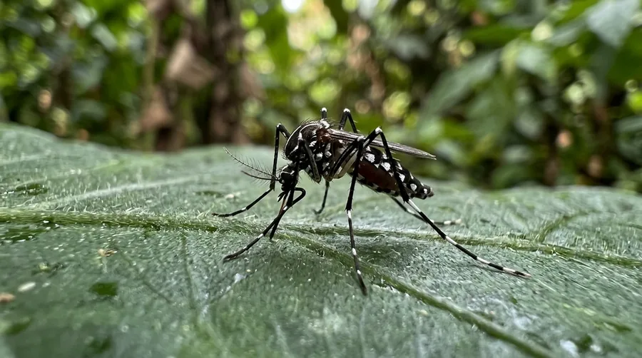 Black and white striped Asian tiger mosquito with a single white back stripe on skin