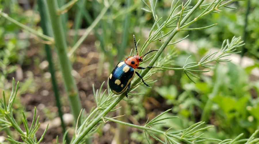 Metallic blue-black common asparagus beetle with cream spots and red margins on an asparagus spear