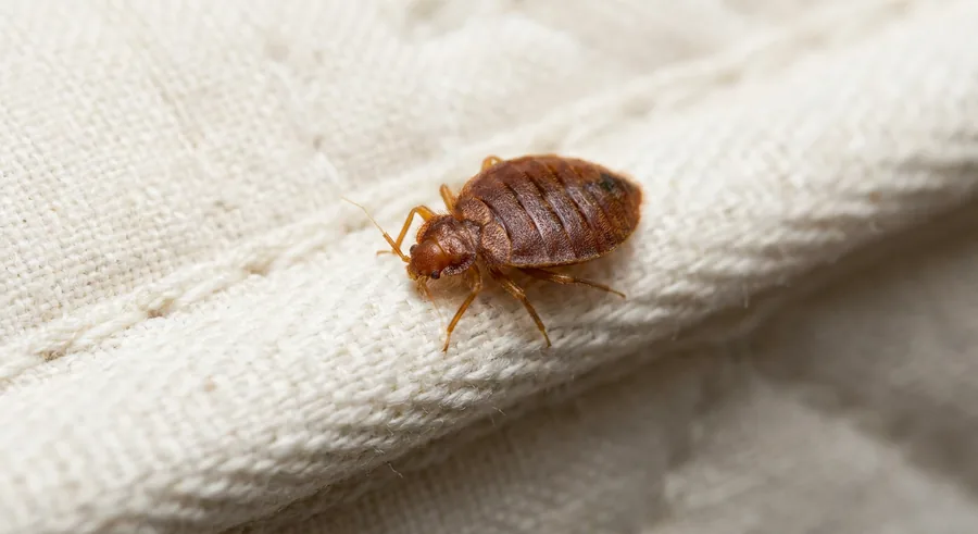 Flat, reddish-brown, apple-seed-sized bed bug on the seam of a white mattress