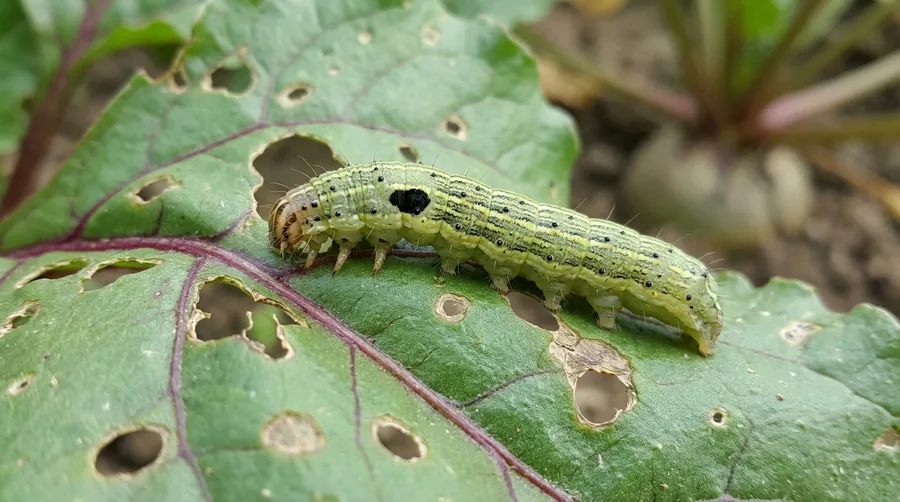Smooth green beet armyworm caterpillar with pale side stripes on a chewed vegetable leaf