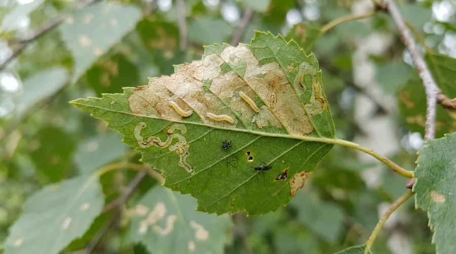 Birch leaves with brown blotchy mines caused by birch leafminer larvae inside