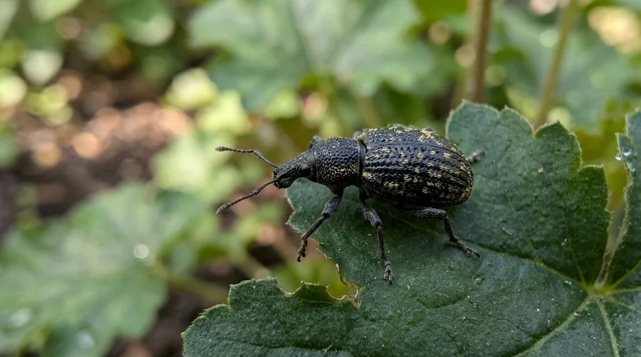 Black pear-shaped black vine weevil with a short snout and flecked back on a rhododendron leaf