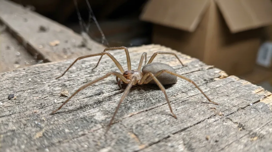 Light brown recluse spider with a dark violin-shaped mark on its back on a wooden surface
