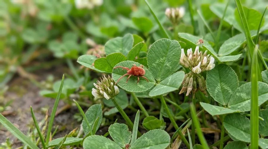Tiny reddish-brown clover mite with long front legs crawling on a white windowsill