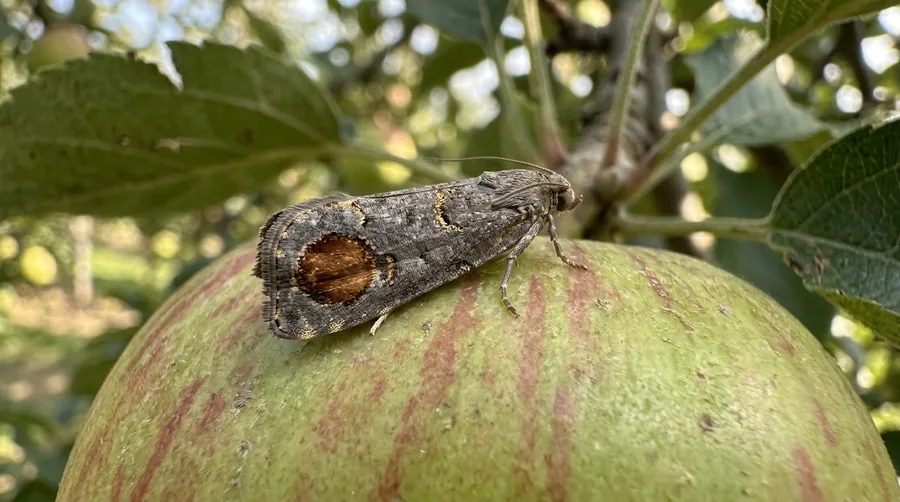 Gray codling moth with coppery wingtip patches beside an apple with a larval tunnel