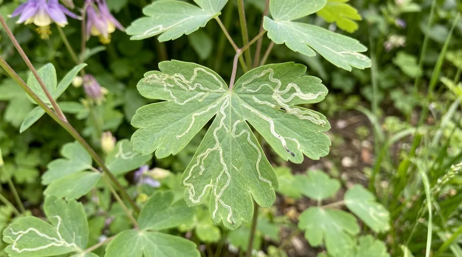 White serpentine leafminer trails winding across a green columbine leaf
