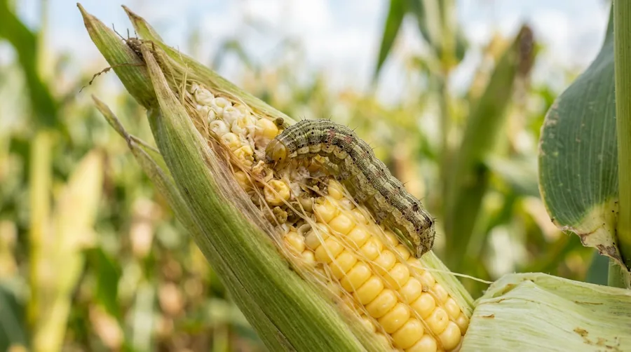 Striped corn earworm caterpillar feeding on kernels at the tip of a corn ear