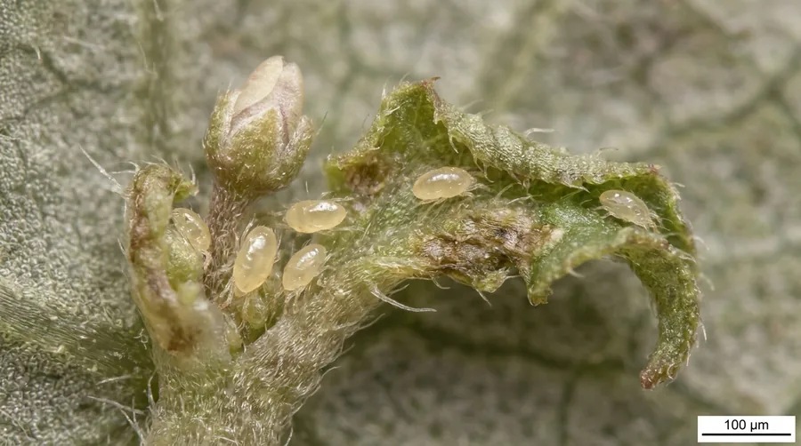 Distorted, curled new leaves and stunted flower buds on an African violet damaged by cyclamen mites