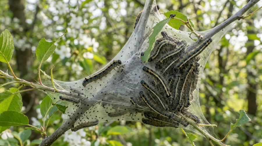 Hairy black-and-white striped eastern tent caterpillars on a silk tent in a tree fork