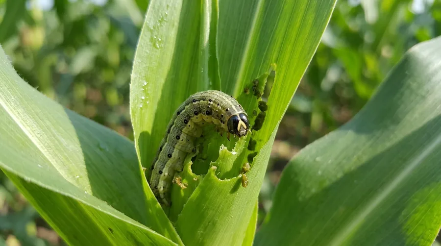 Fall armyworm caterpillar with an inverted white Y on its head feeding on a grass blade