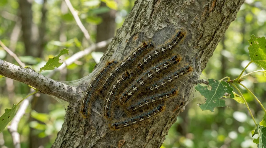 Bluish forest tent caterpillar with white keyhole-shaped spots down its back on a tree trunk