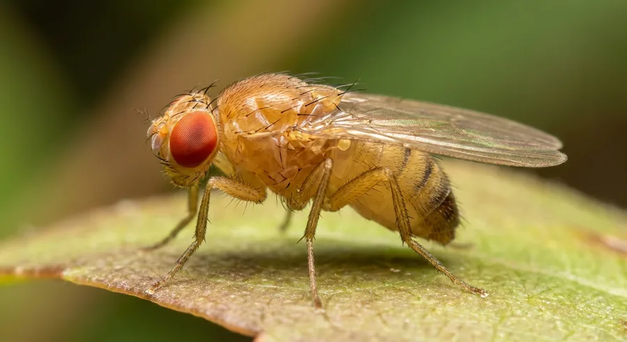 Tiny tan fruit fly with bright red eyes on a piece of overripe fruit