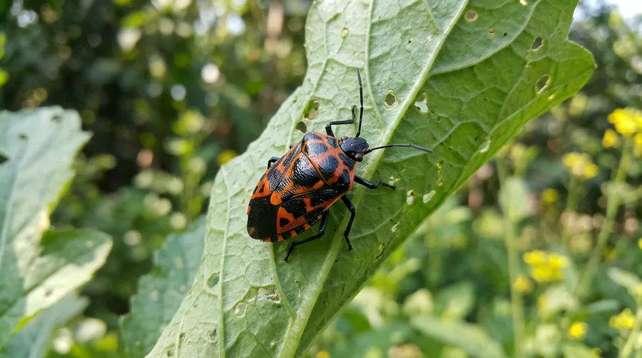 Shield-shaped harlequin bug boldly patterned in black, red, and orange on a cabbage leaf