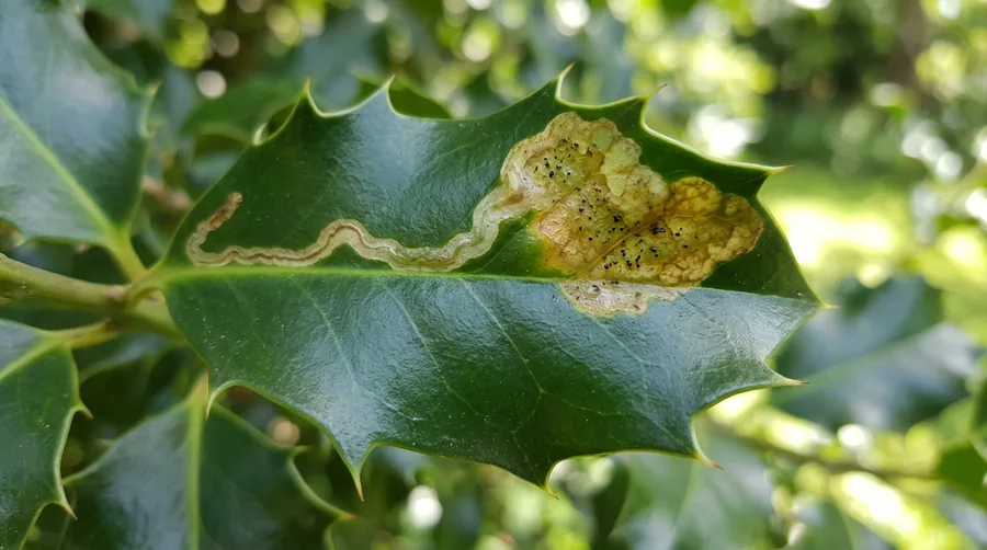 Holly leaf showing yellow and brown winding leafminer trails made by fly larvae