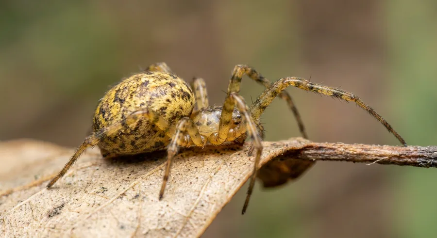 Small yellow-brown common house spider on a tangled cobweb in a ceiling corner