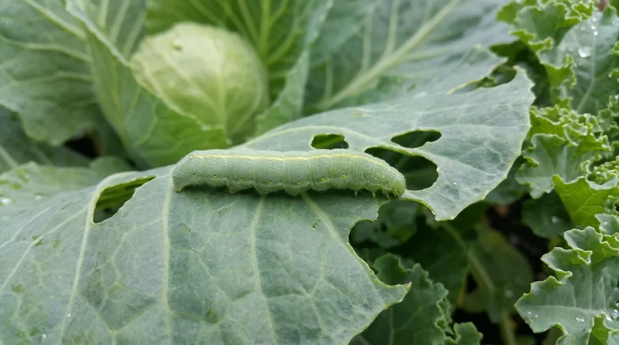 Velvety green imported cabbageworm caterpillar feeding on a chewed cabbage leaf