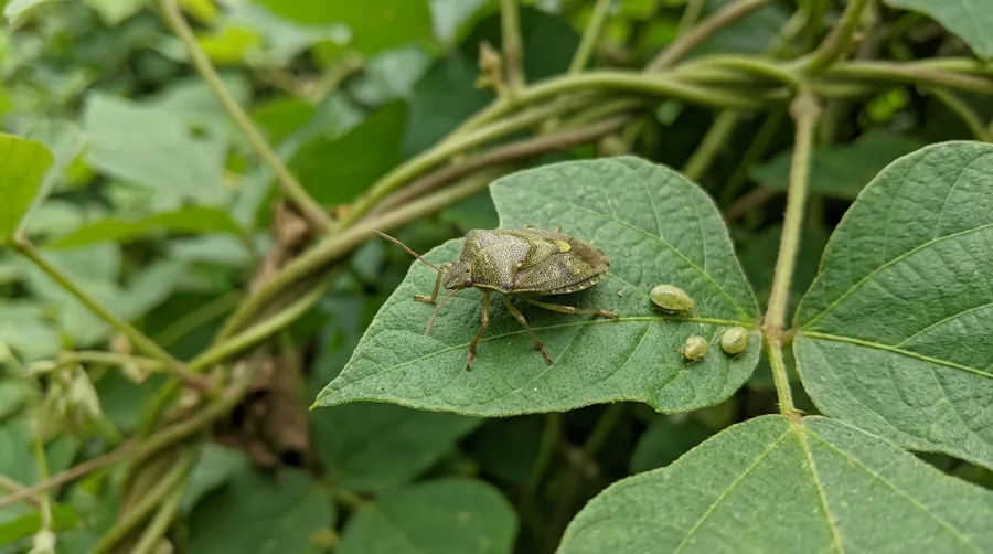 Small olive-green kudzu bug with a squared, boxy body resting on light-colored siding