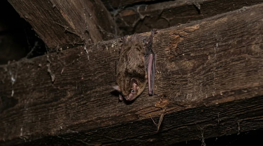 Small glossy brown little brown bat roosting against wood inside an attic