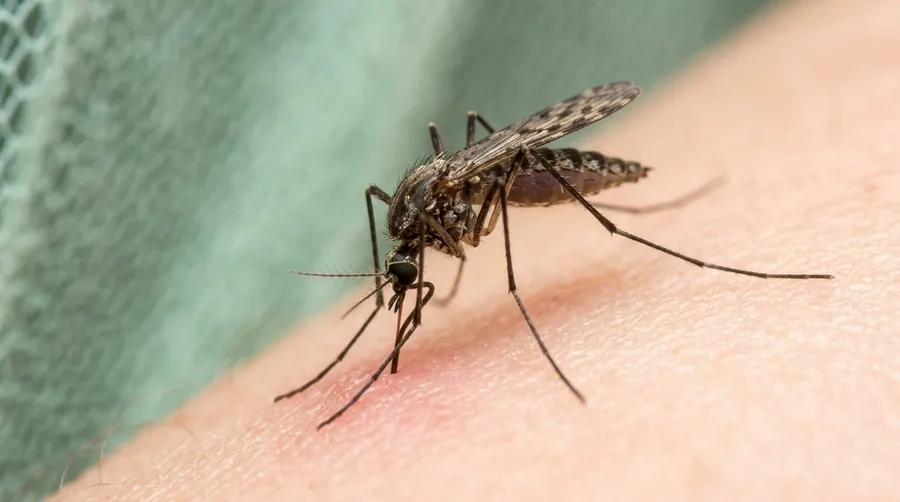 Anopheles malaria mosquito resting with its abdomen tilted upward on skin