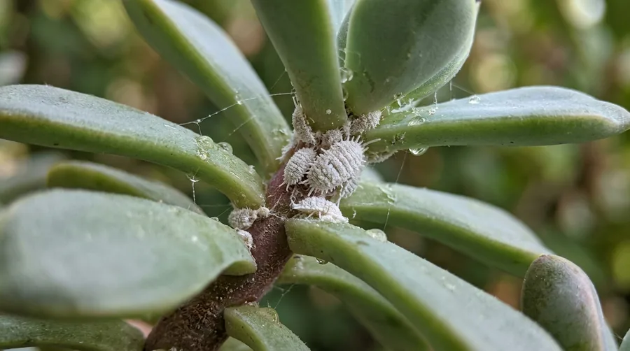 White cottony mealybugs clustered in the leaf joints of a green houseplant stem