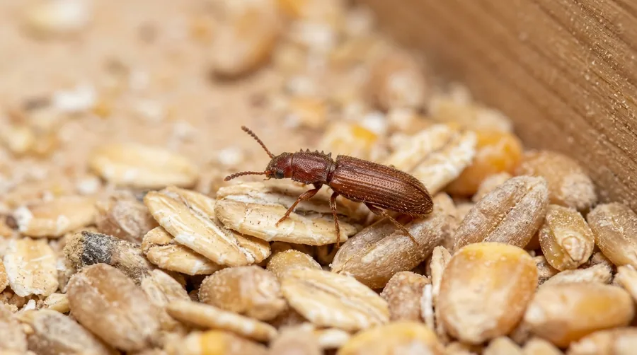 Tiny flat dark-brown merchant grain beetle with sawtooth-edged thorax on spilled cereal