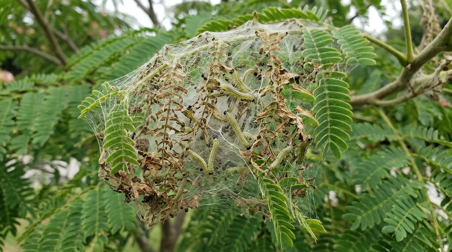Gray-brown mimosa webworm caterpillar in silk webbing on browned honeylocust foliage
