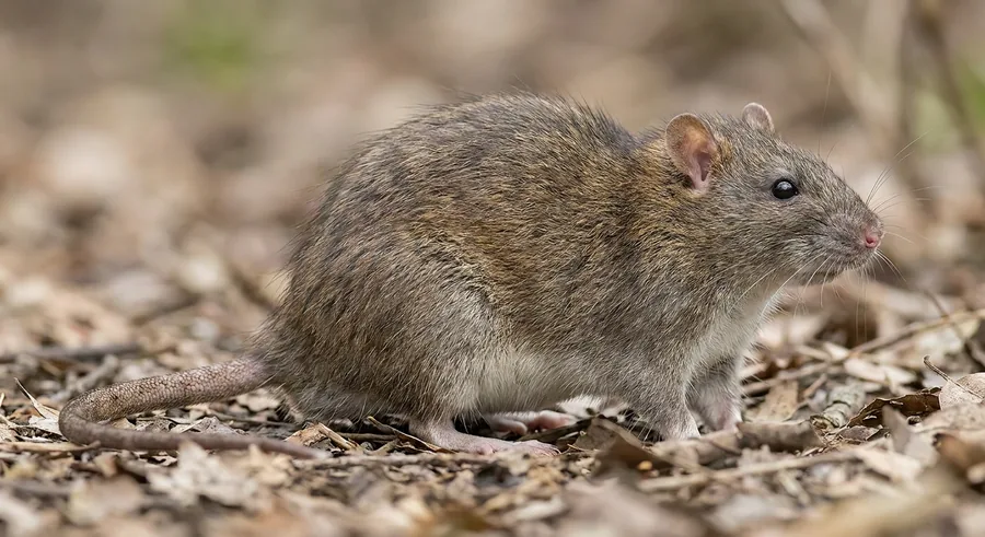 Large brown Norway rat with a blunt nose and short tail on a concrete basement floor
