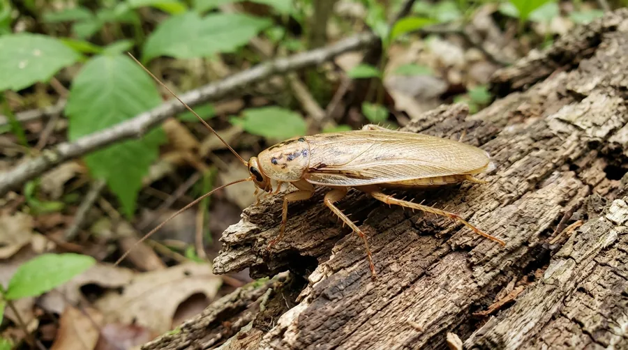 Chestnut-brown Pennsylvania wood cockroach with translucent wing edges on tree bark