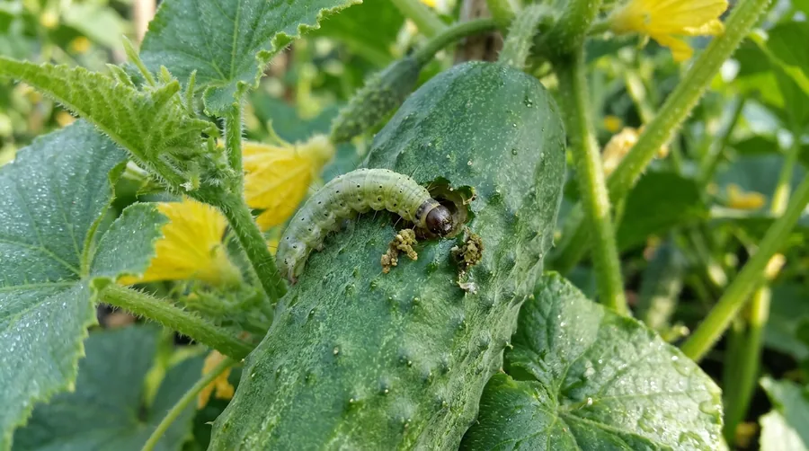 Pale green pickleworm caterpillar boring into a yellow summer squash fruit