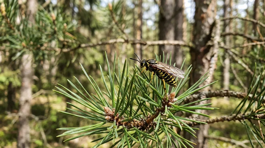 Cluster of green pine sawfly larvae feeding side by side on a pine branch