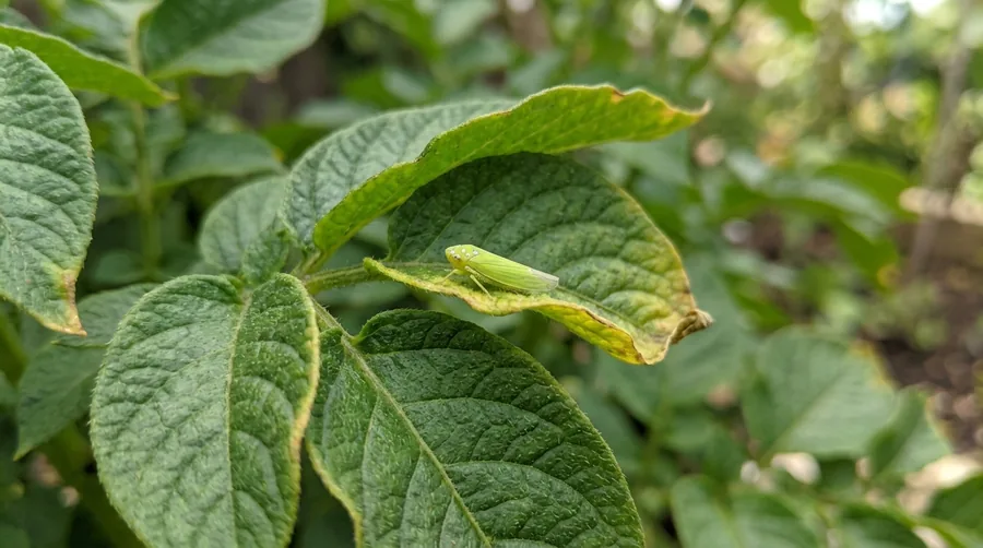 Tiny bright green wedge-shaped potato leafhopper on the underside of a bean leaf