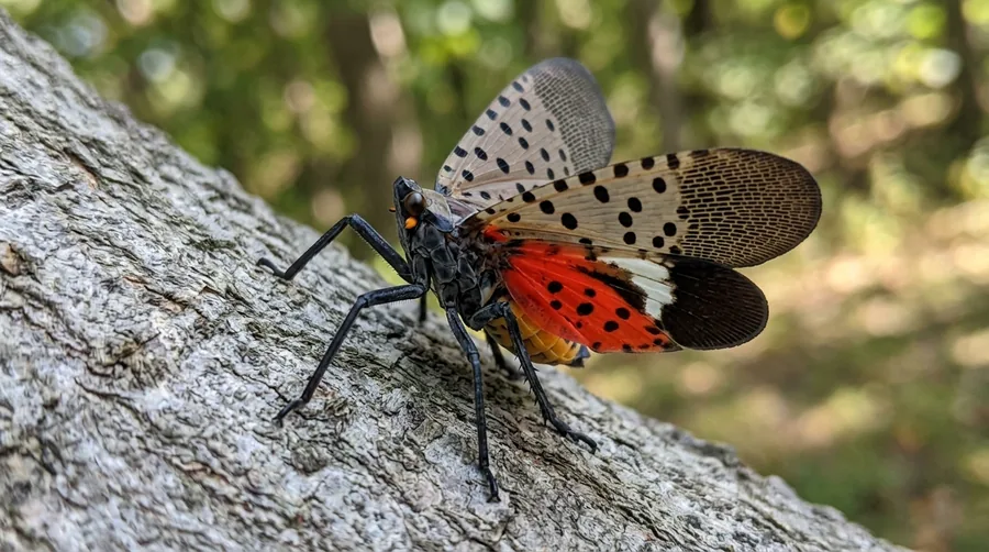 Spotted lanternfly with gray black-spotted forewings and bright red underwings on tree bark