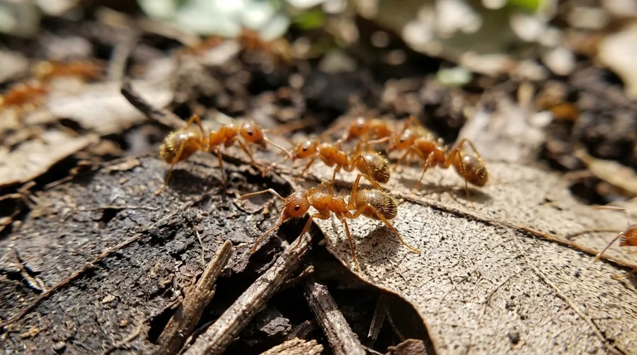 Large numbers of small reddish-brown tawny crazy ants swarming erratically over the ground