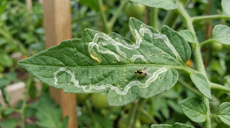 Winding white serpentine leaf mines made by vegetable leafminer larvae on a tomato leaf