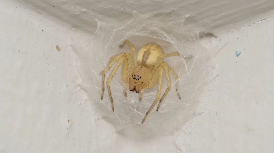 Pale yellowish-green sac spider with dark feet crawling on a white wall near the ceiling